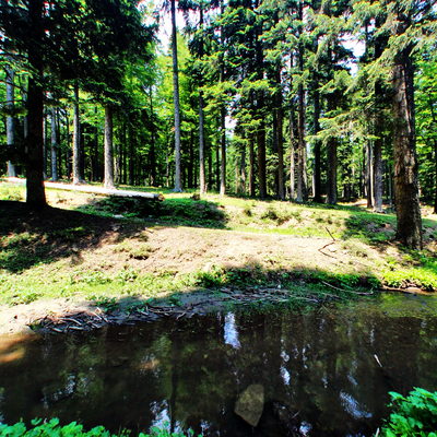 Orman İçi 2