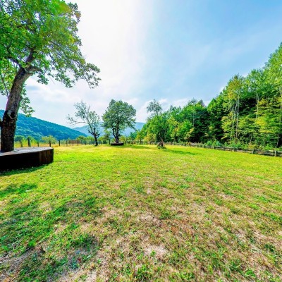 Backyard 1