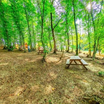 Beech Forest